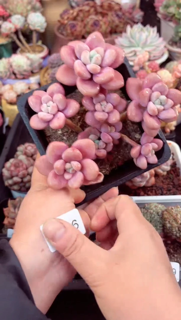 【闪购商品】5846红洛神多肉