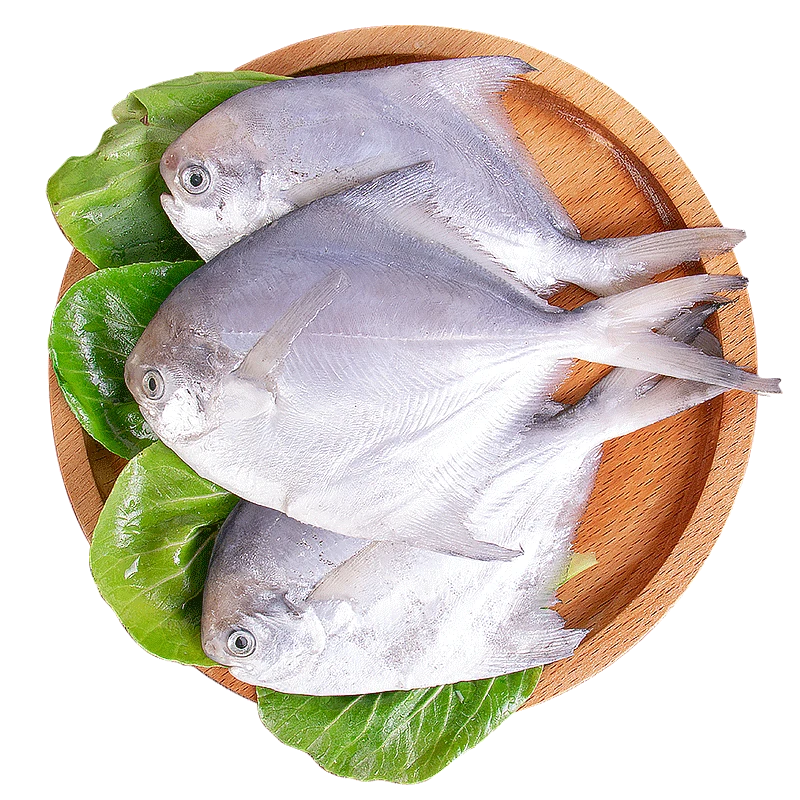 【渔乡馋】东海白鲳鱼新鲜海捕鲜活速冻