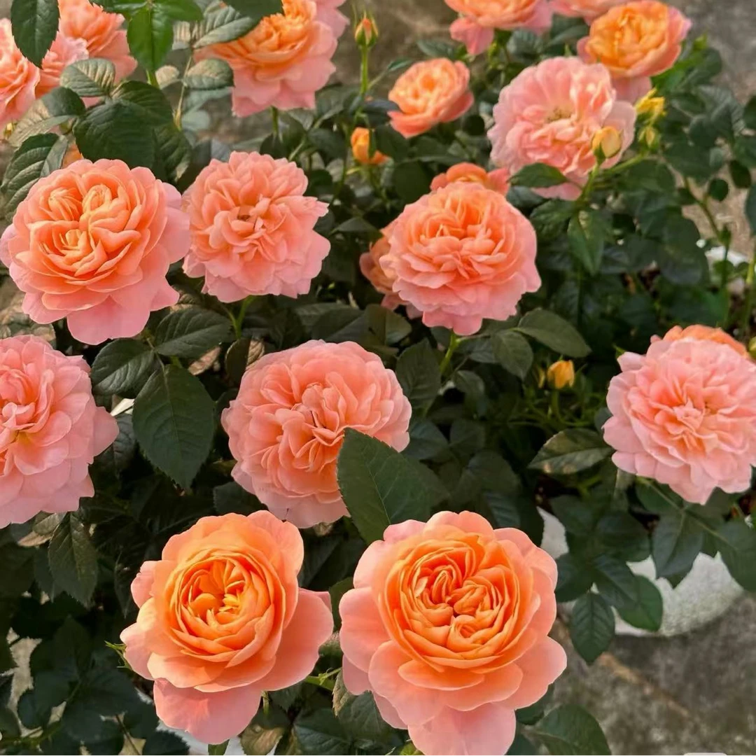 不野花语2加仑多色月季棒棒糖多季节开花大花浓香带花苞