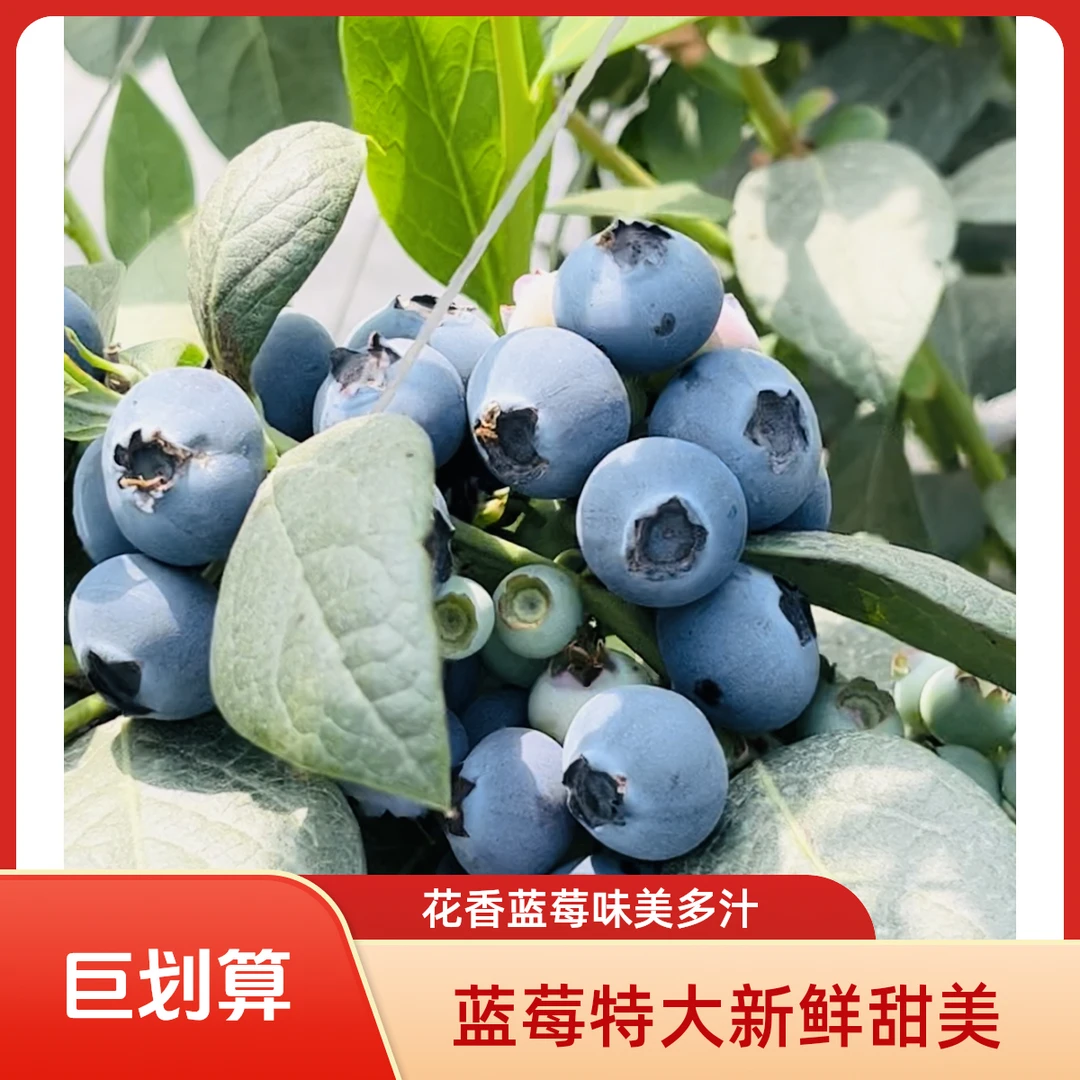 【拍五盒送五盒】原产地高山大蓝莓现摘现发新鲜脆甜带盒100g/盒