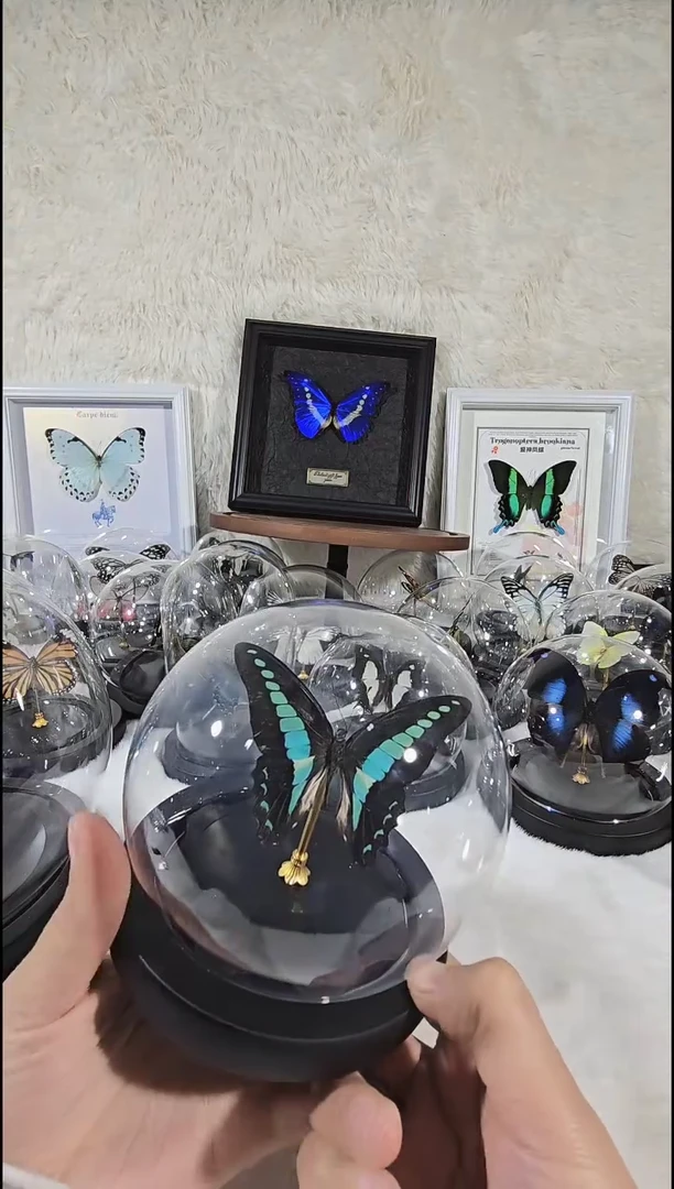 青凤蝶水晶球蝴蝶标本