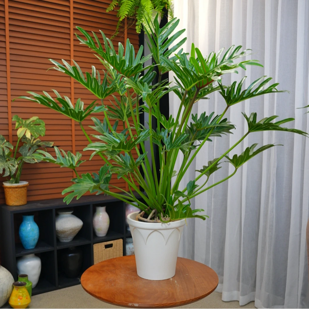 90-100cm巨型大叶龙鳞小天使室内土培绿植好养高端客厅植物耐活