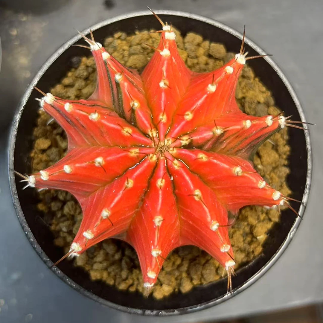 泰系纯锦肋骨仙人球实生根