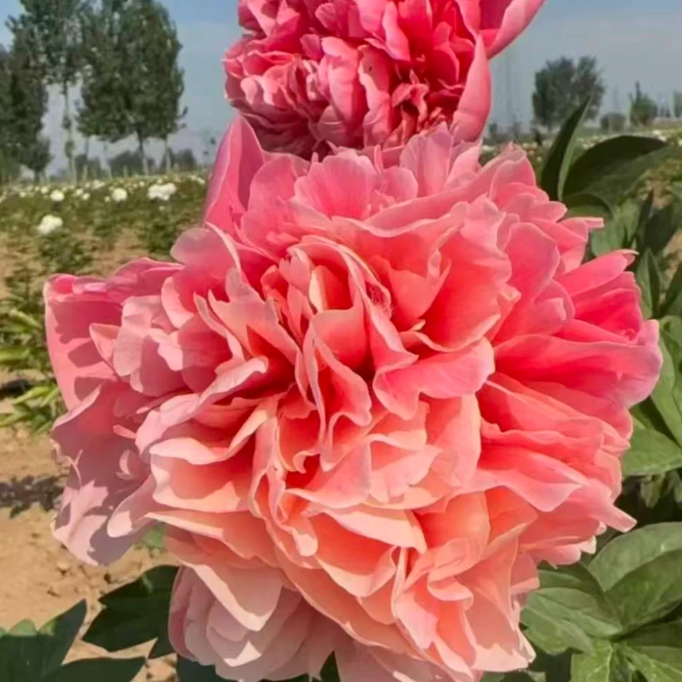 【进口芍药种苗-金姆】复色 新品种高端 地栽种植 裸根发苗 包对版