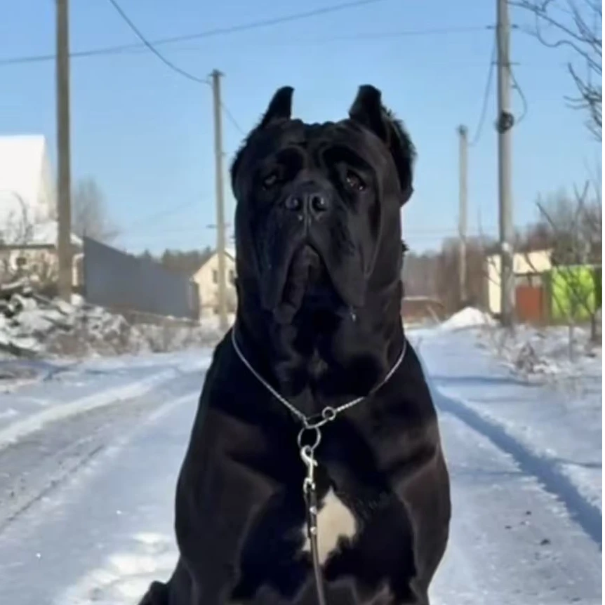 赵姐家的卡斯罗高级宠物伴侣犬大型犬宠物看家护院陪伴