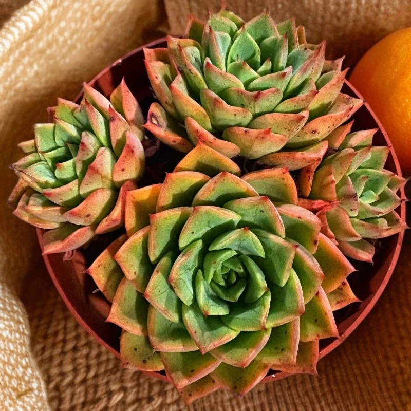 (满 15 包邮）贝拉多娜  带盆土  以直播展示为准