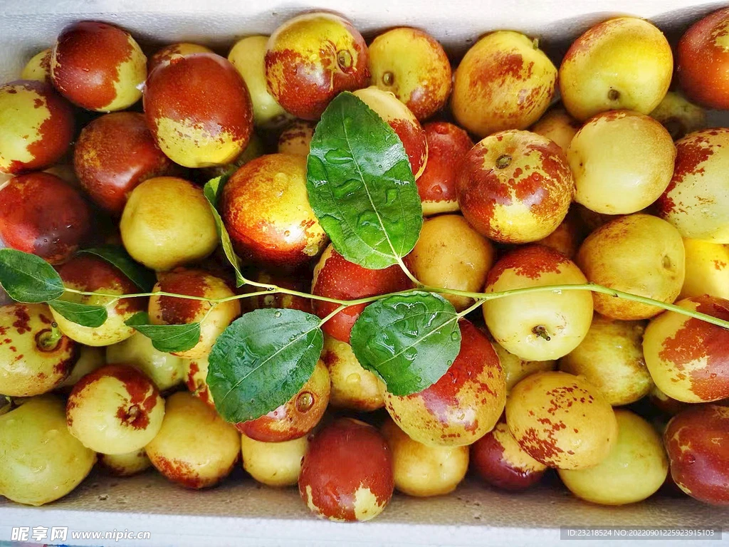 【顺丰包邮】正宗陕西大荔冬枣脆甜多汁当季水果现采现发