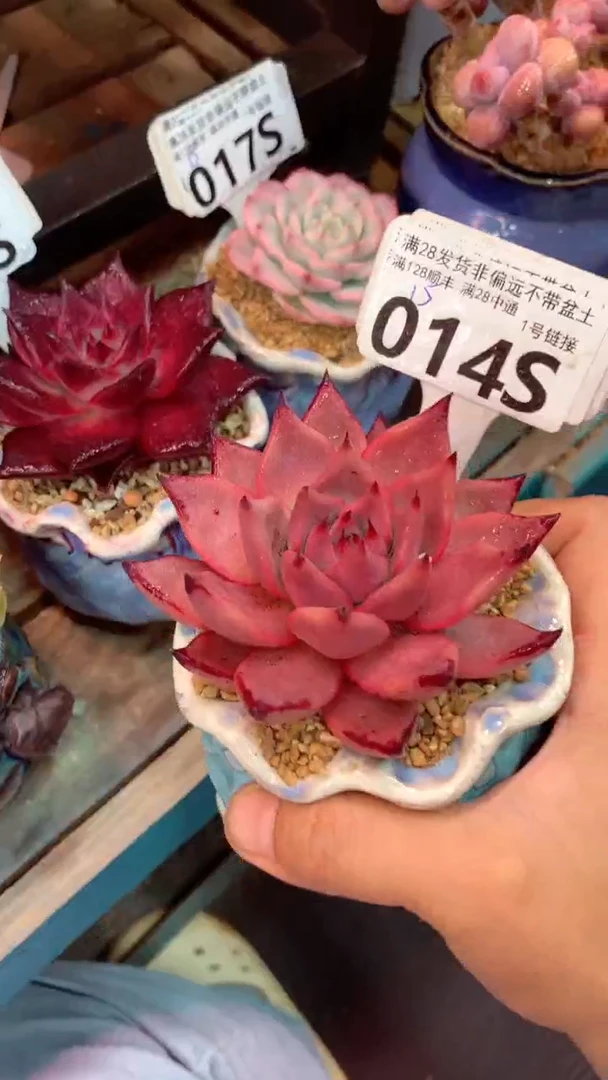 014S血罗（一物一拍实付满28发货，默认不带盆土）