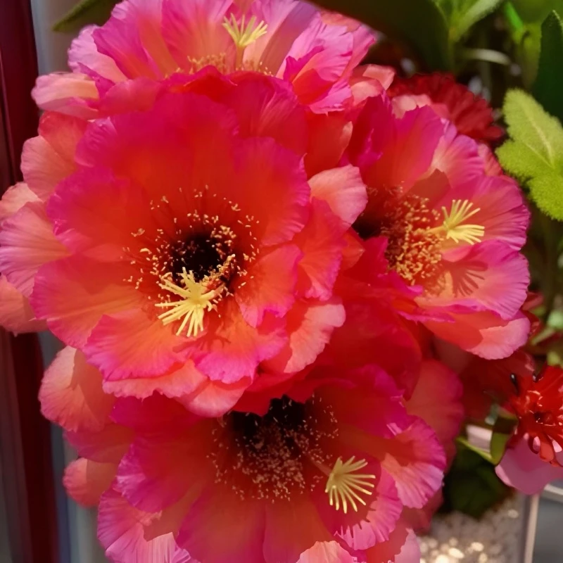 毛花柱 VR11 侧芽 满20米包邮