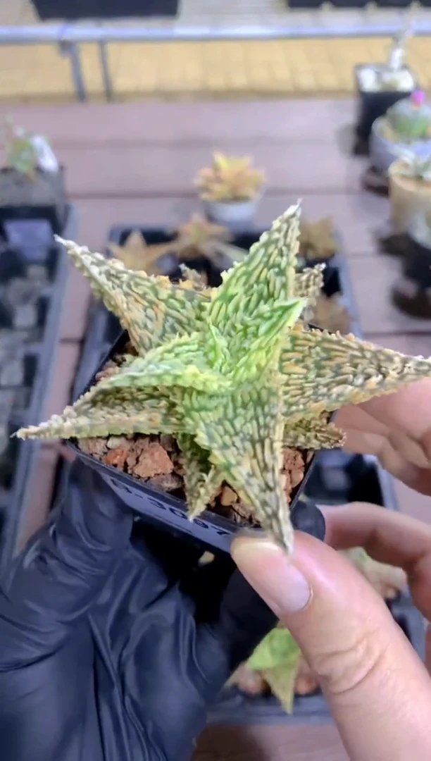 【闪购商品】园艺芦荟FB-3097
