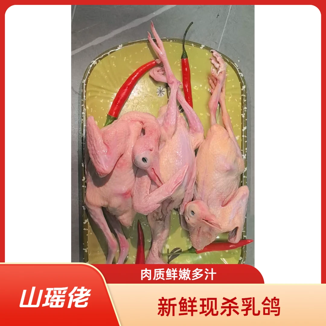 清远农家散养土鸽新鲜现杀煲汤红烧卤水佳品