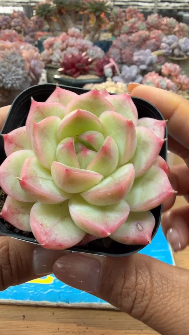 东云多肉园二店-85