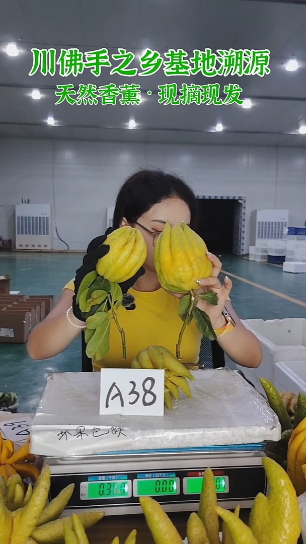 柑橘【一物一拍】川佛手柑鲜果A38