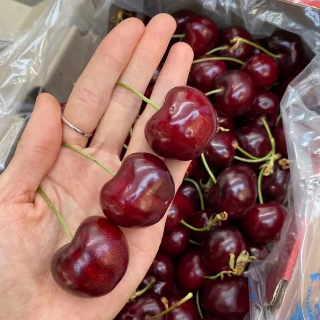 【姚姚】金标龙牌 智利海运3JD拉宾斯车厘子 5斤只发川渝内附果径卡