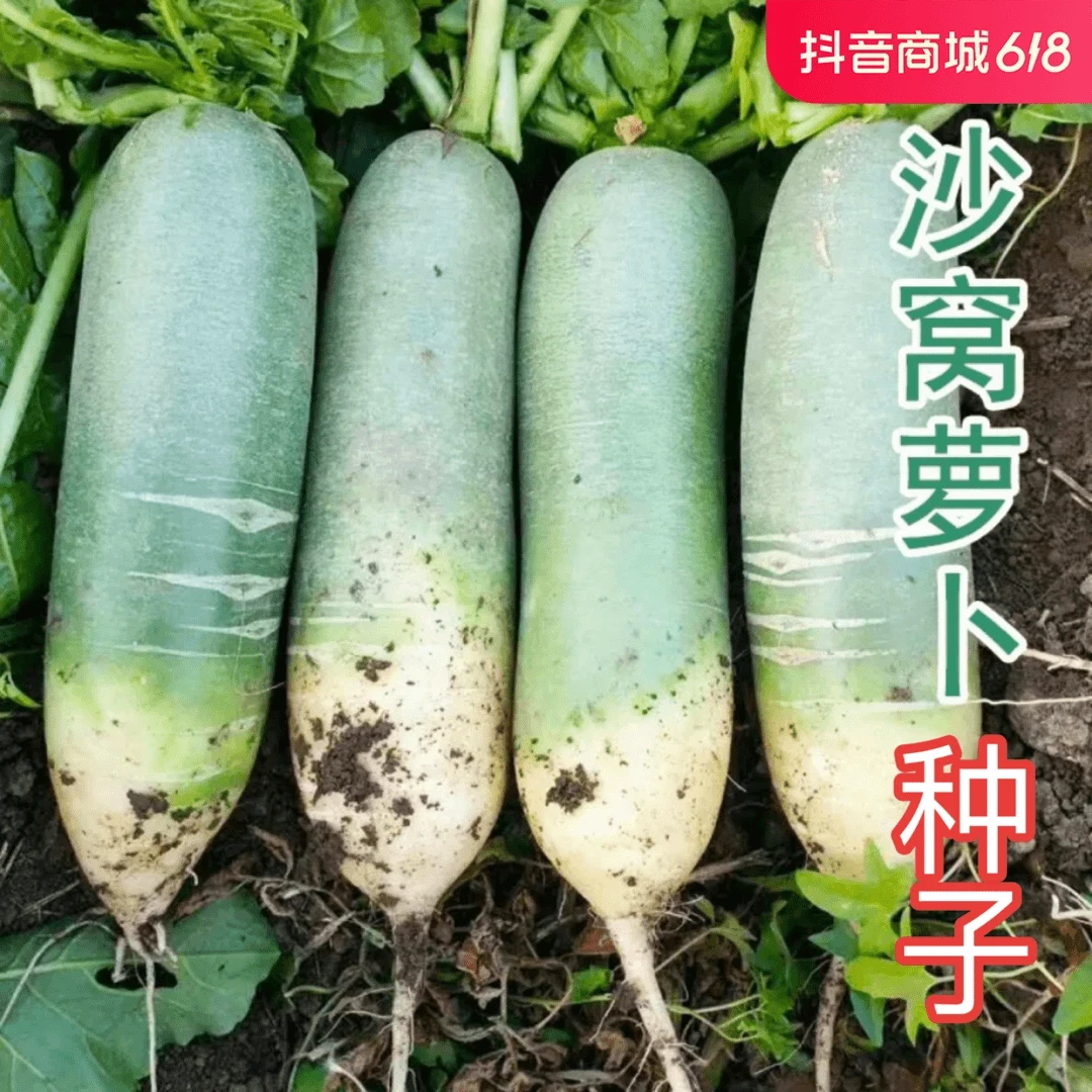 【全店满5包包邮】沙窝萝卜脆甜水果萝卜种子美观深绿色生长植株