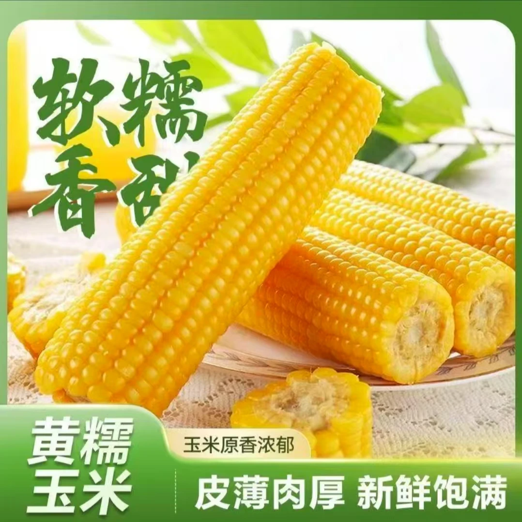 【整箱12棒6斤】正宗东北黄糯玉米真空包装黄玉米粗粮代餐粘玉米