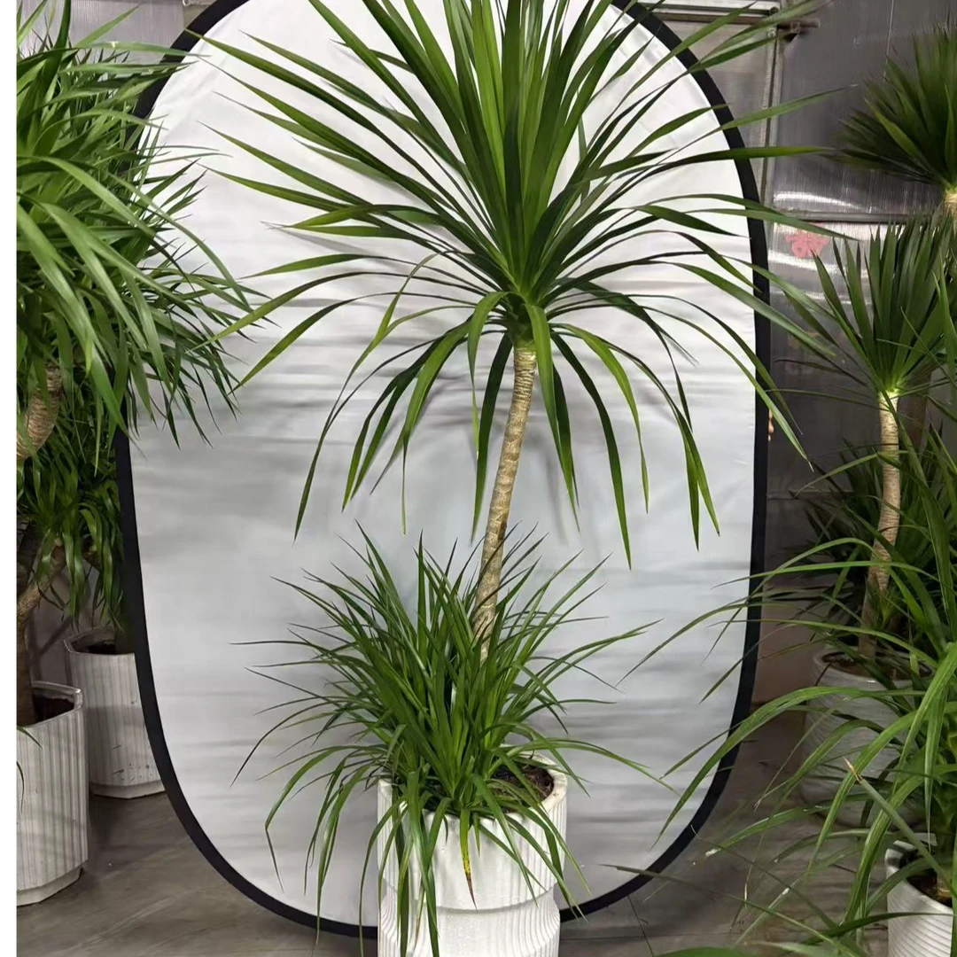 双层龙血树适合室内摆放