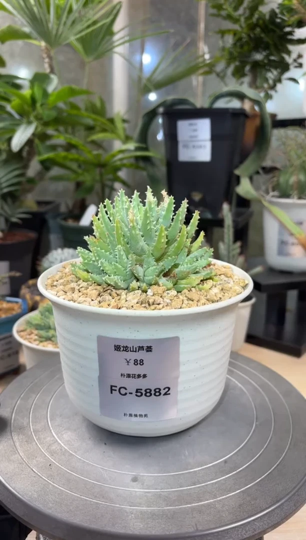 姬龙山FC-5882