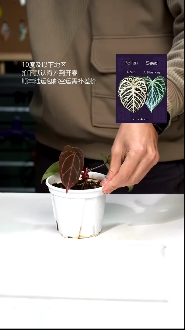 完全开放036-绯月