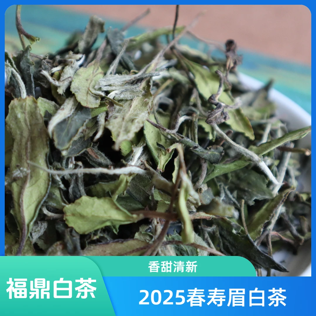 春茶寿眉2025新茶福鼎核心产区高山茶鲜爽花香越陈越香福鼎白茶