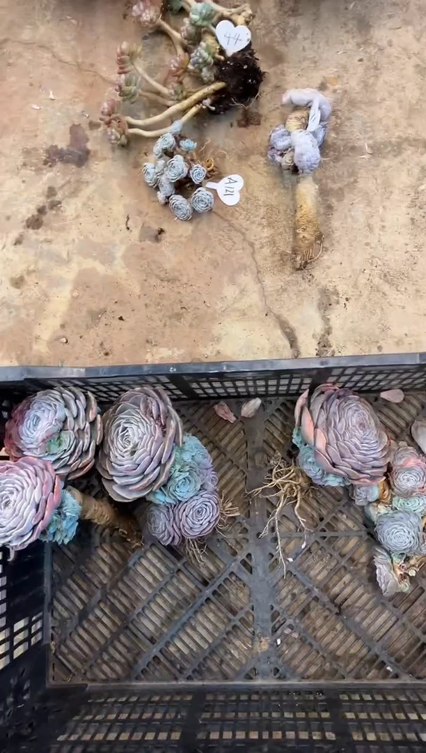 空**兰        71号￥15