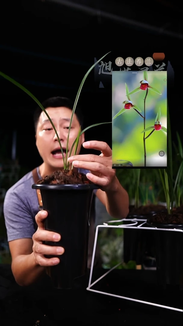 当前无花栽培后可以开花寒兰-醉香妃（前垄单苗带芽）种好发货