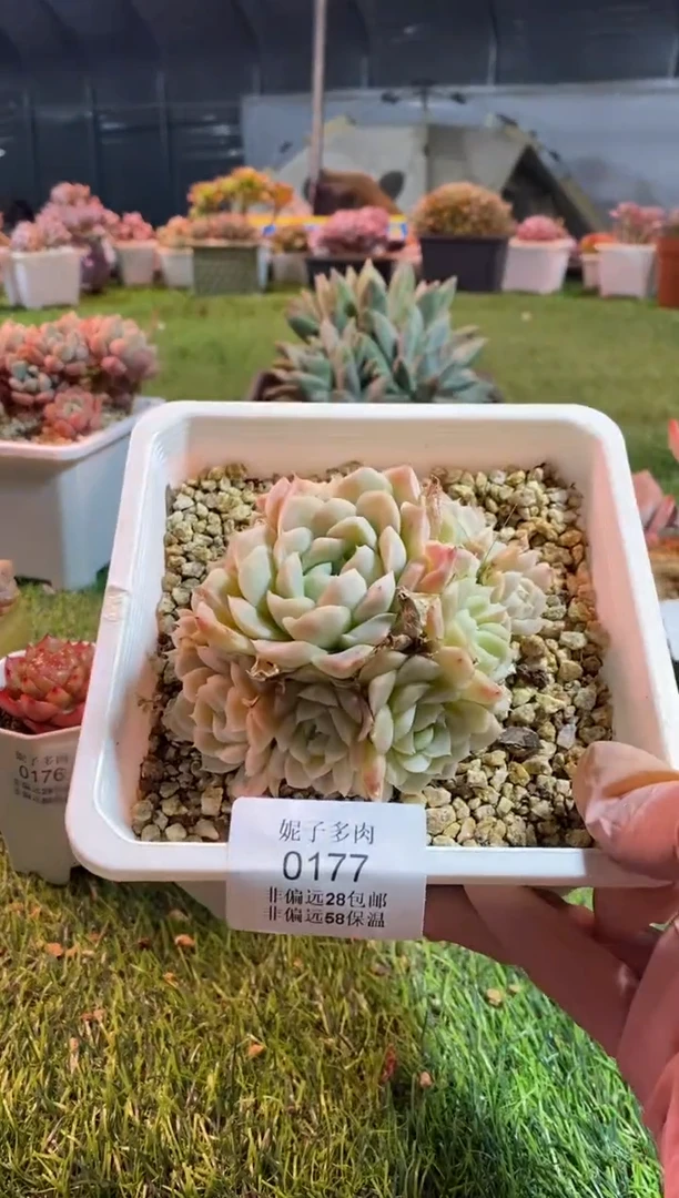 【闪购商品】0177a