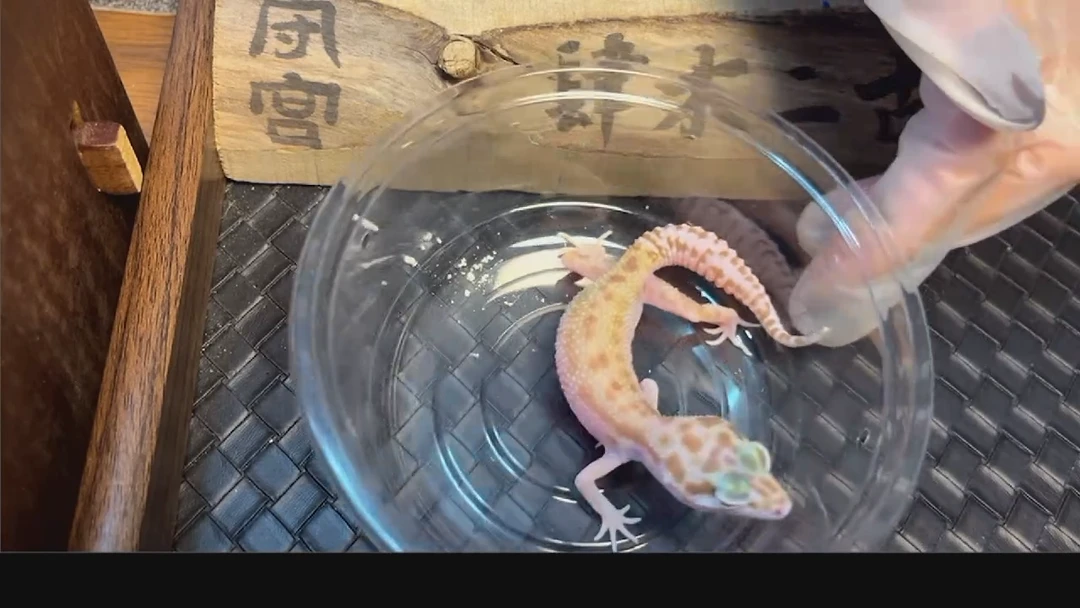 豹纹守宫豹纹守宫拾