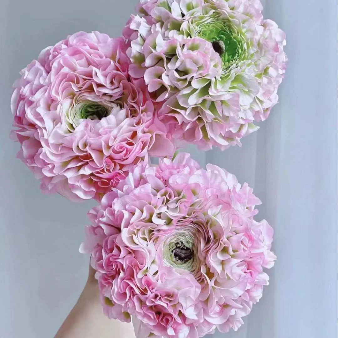 【一品花集】小众【粉色锦鲤洋牡丹】1扎粉嫩娇艳秋日必备1单包邮