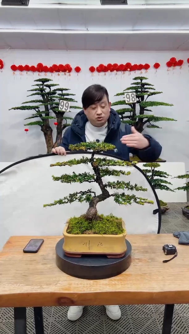 【闪购商品】盆景盆景