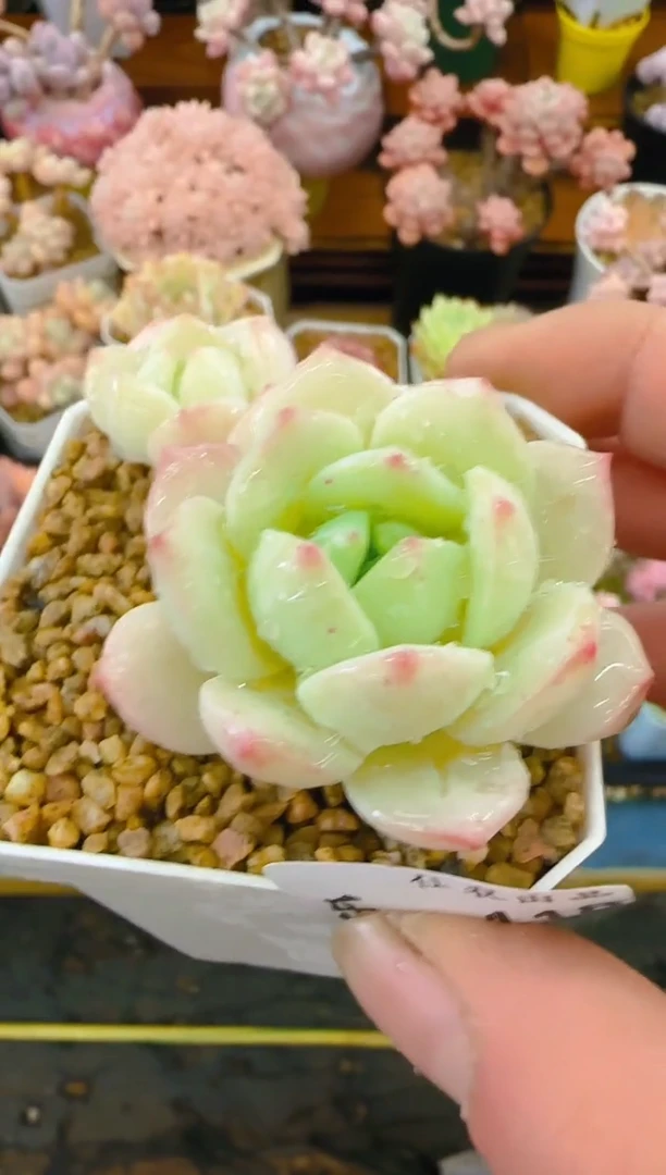 【闪购商品】乐—118—仙农（橘猫）