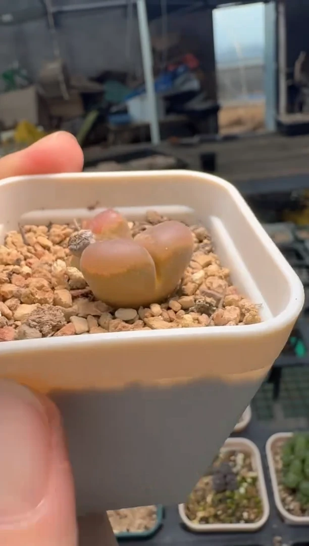 11-116多肉植物肉锥