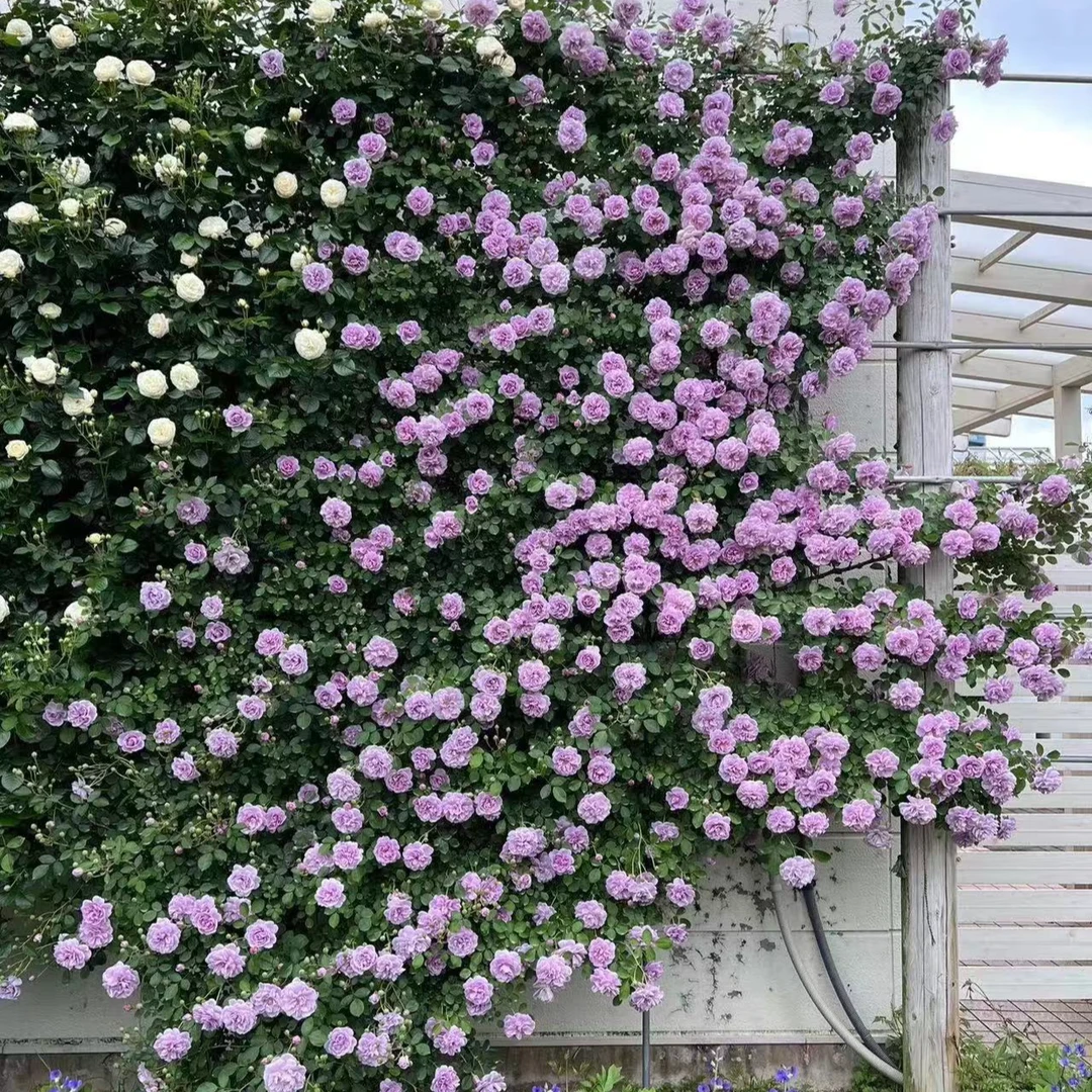 蓝色阴雨 爬藤月季花苗勤花抗病庭院四季阳台可垂吊植物