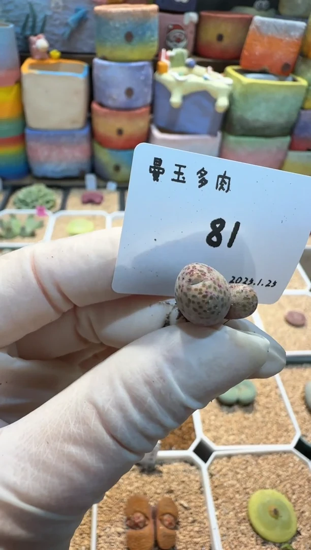 【闪购商品】25.1.25-81方块鹅