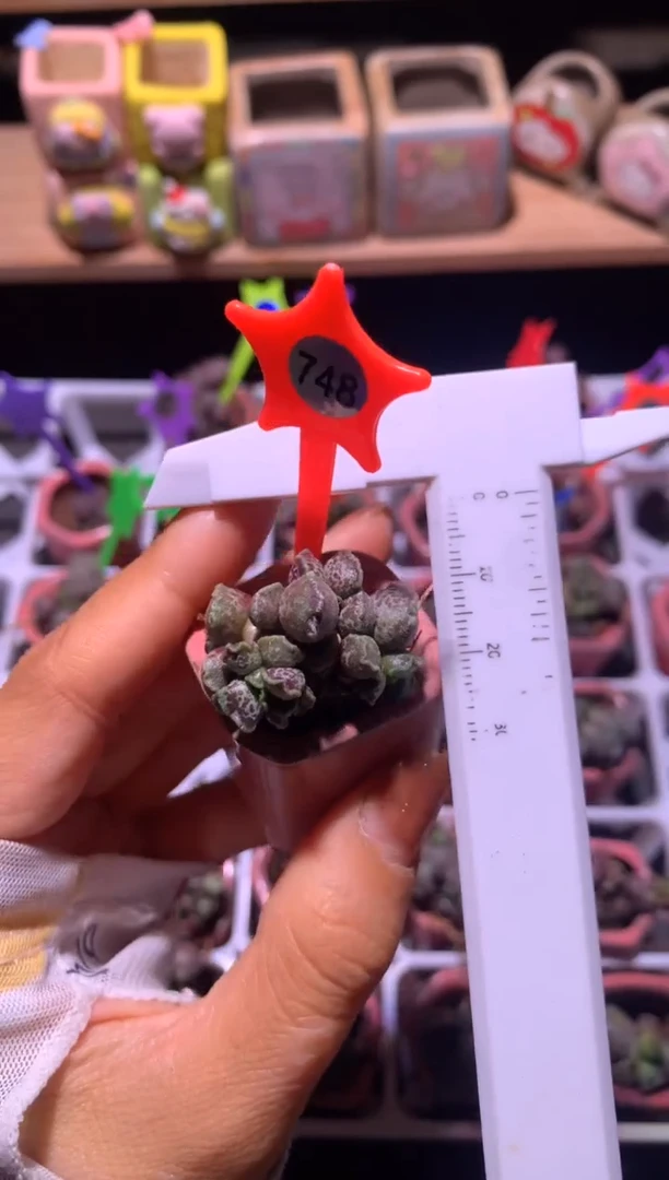 海豹凯缇猫海豹介意掉叶慎拍