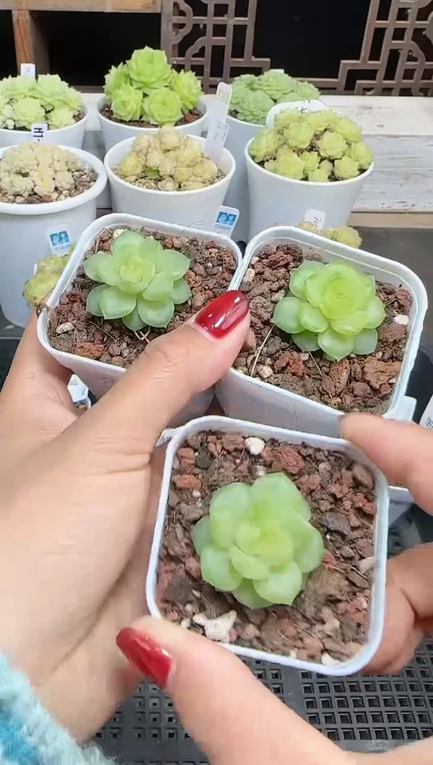 1105-277碧琉璃量拍麦秆群不包整哦