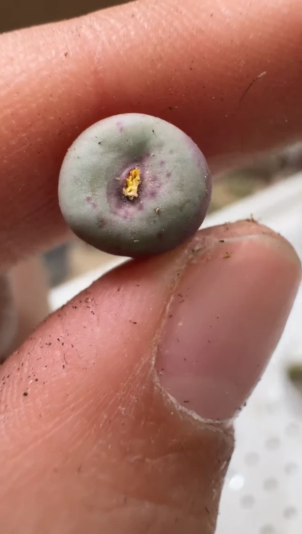 17-39多肉植物肉锥