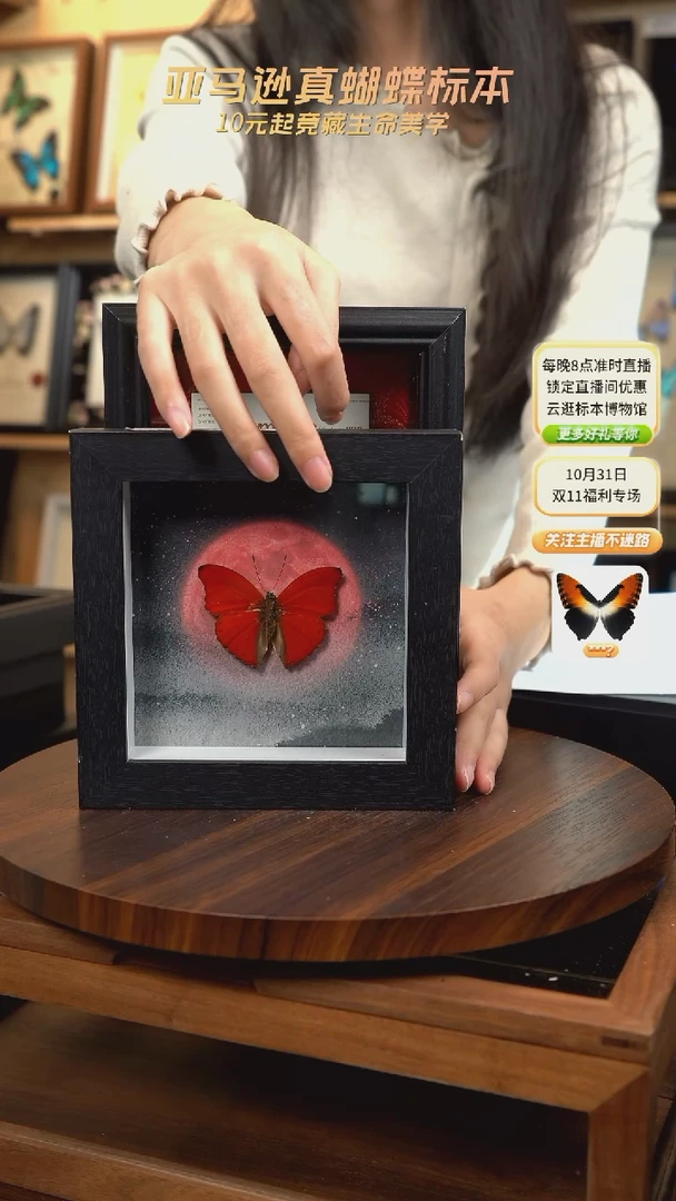 血漪蛱蝶6寸黑色方框红日款