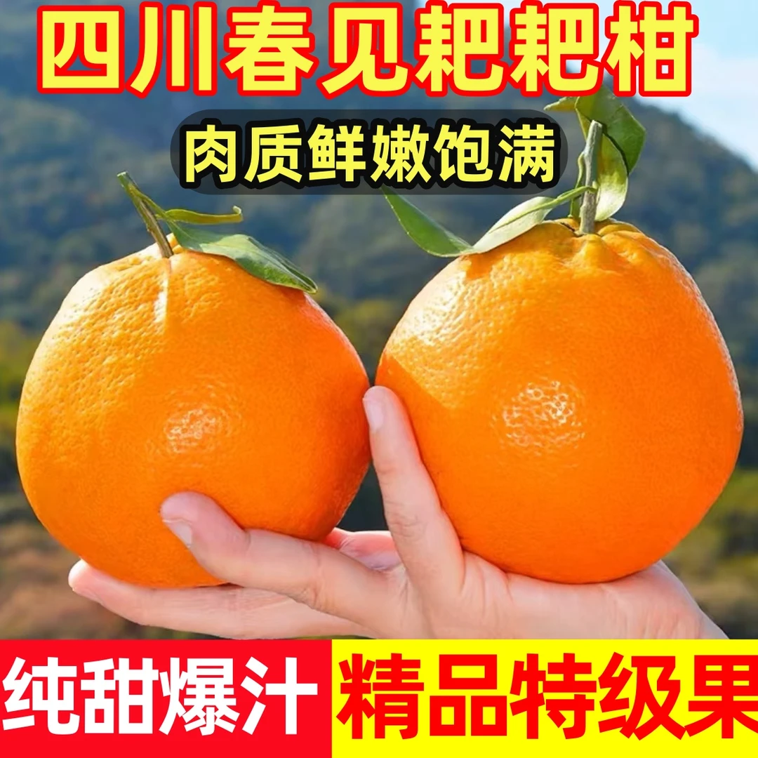 【四川耙耙柑】春见耙耙柑整箱发货香甜多汁当季新鲜水果现摘现发