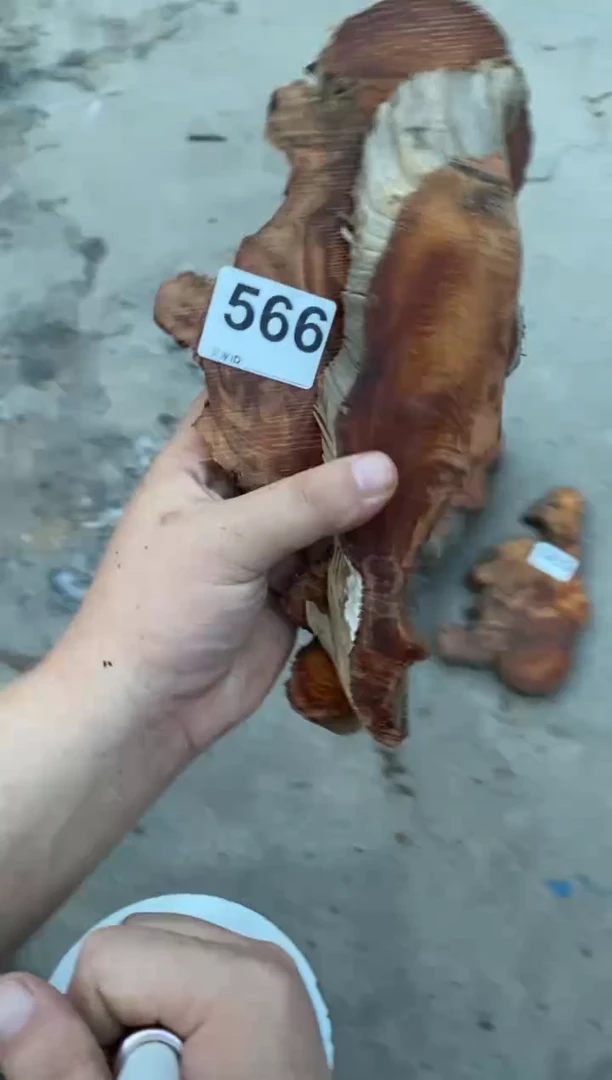 柏木（崖柏）太行山陈化崖柏（津诚林）切片一片