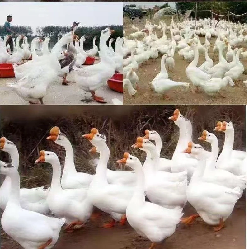特大狮子头 公 庞物宠物
