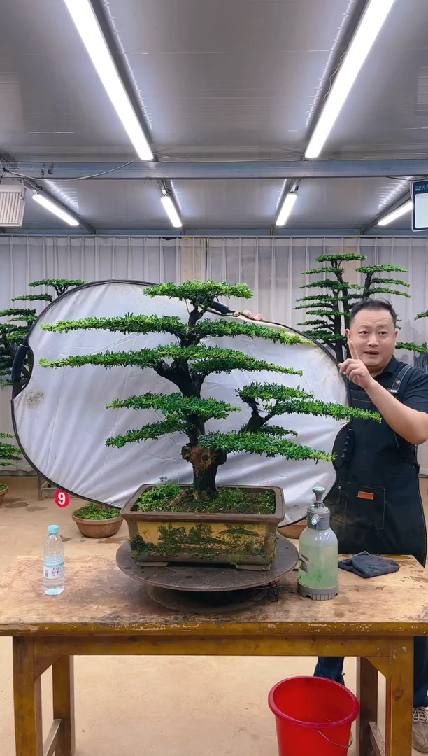 木精品盆景  一物一拍