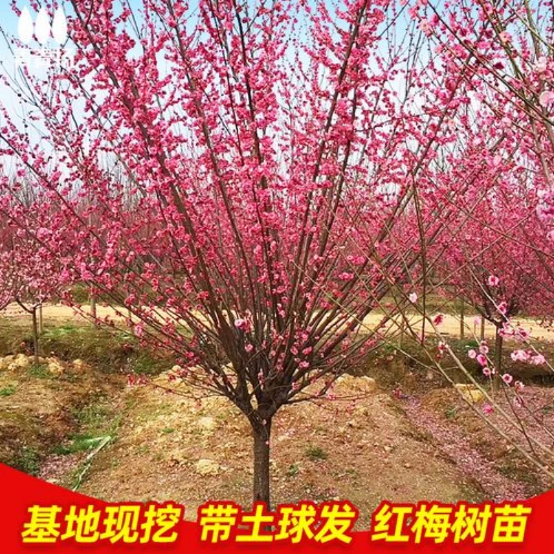 耐寒红梅花树苗地栽庭院浓香型四季花卉植物骨里红梅腊梅绿梅室外