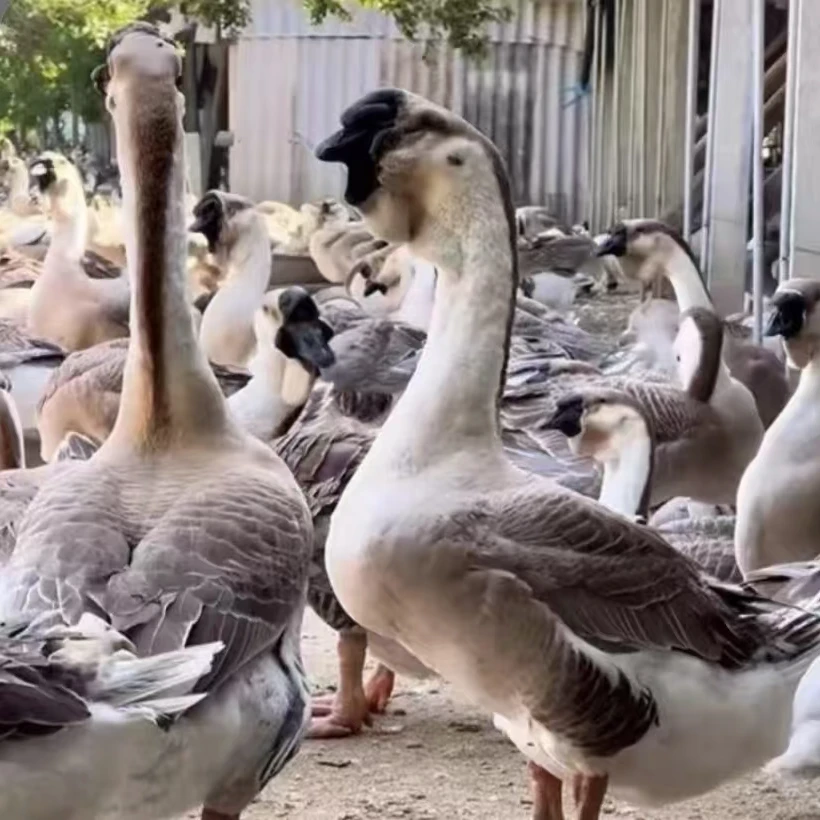 （狮头）娥大品种顺丰速运包邮宠物活体禽类活体