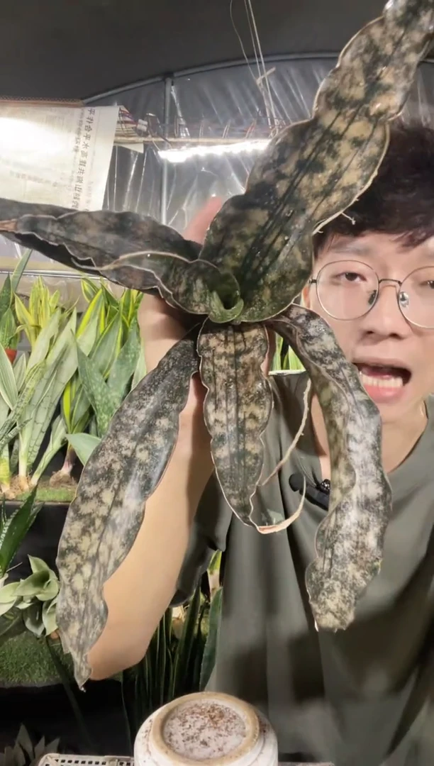 枯叶虎皮兰裸根39.8