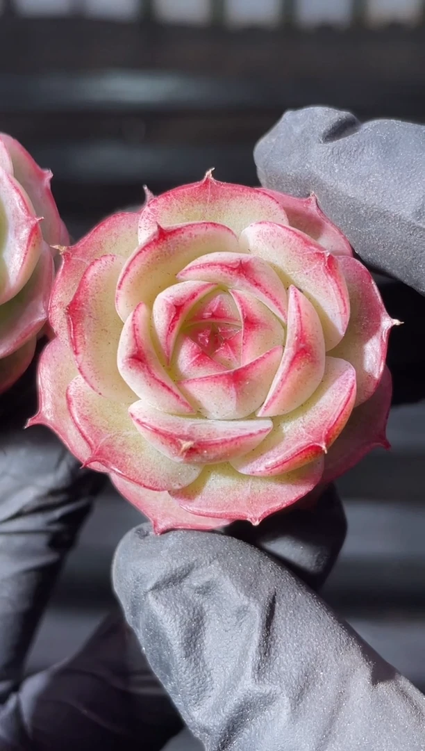 9-18心花怒放2-3厘米量拍发一颗