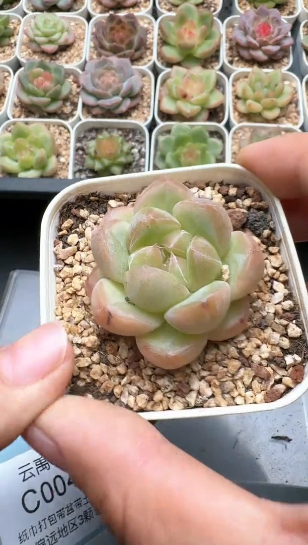 039C云禹多肉植物 带盆土纸巾打包 3颗包邮