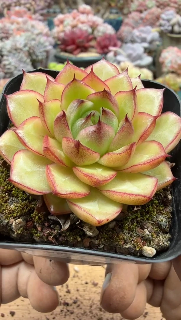 东云多肉园二店-275