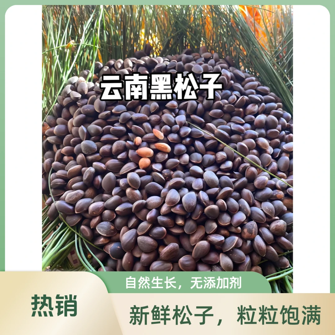 云南野生松子，来自深山的馈赠。山之间，树之巅，蕴含多年老松之精华