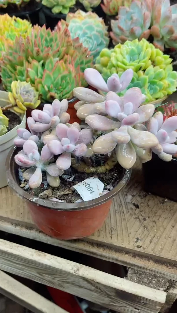 艺****校19033多肉植物一物一拍
